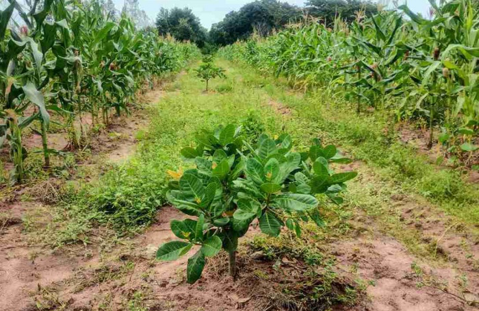 Nova recomendação da pesquisa reduz 70% dos custos com adubação do cajueiro-anão