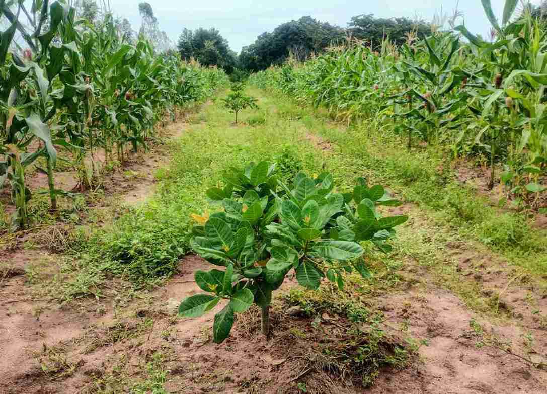 Atualização substitui protocolo de 25 anos e ajusta o uso de nutrientes às reais necessidades do pomar, resultando em uma produção mais sustentável
