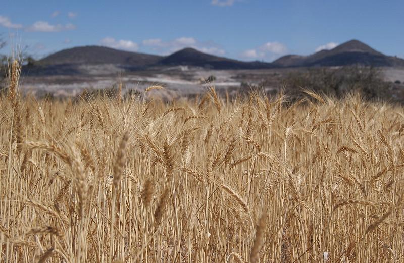 Clima na Argentina preocupa triticultor brasileiro