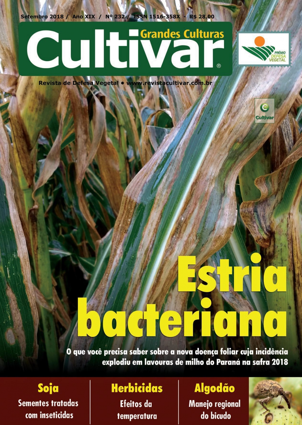 Estria bacteriana - Nova doença em milho