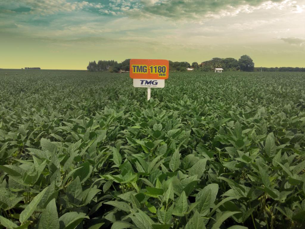 Tecnoshow – Cultivar TMG 1180RR alcança boas produtividades em Goiás