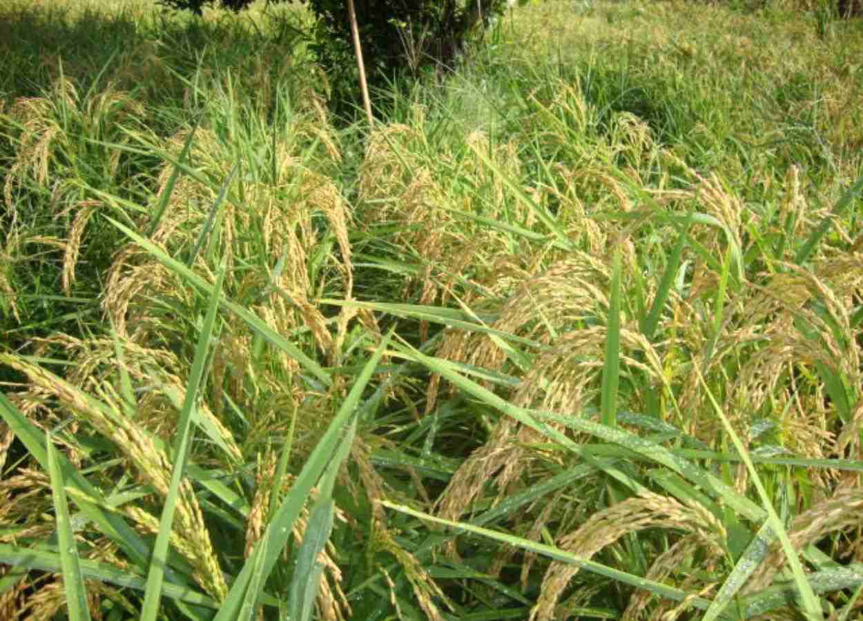 Cultivo de arroz de terras altas é alternativa viável em MG
