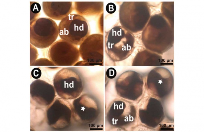 Bacillus thuringiensis reduz viabilidade de ovos da lagarta-do-cartucho