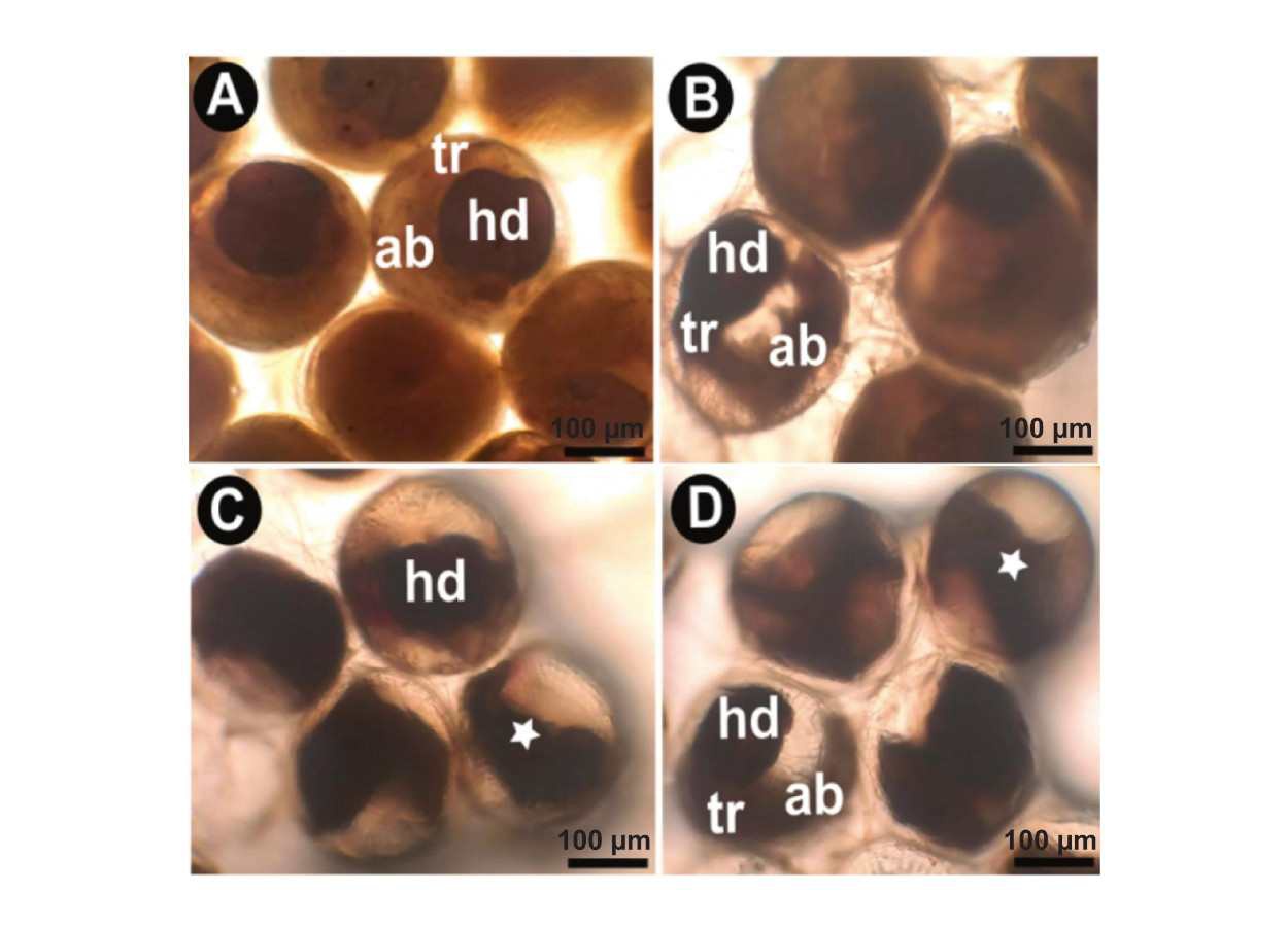 Bacillus thuringiensis reduz viabilidade de ovos da lagarta-do-cartucho