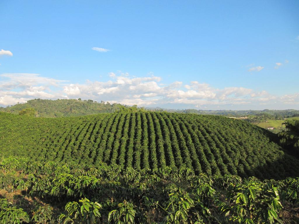 Nova solução da UPL Crop Nutrition combate deficiência de enxofre no solo