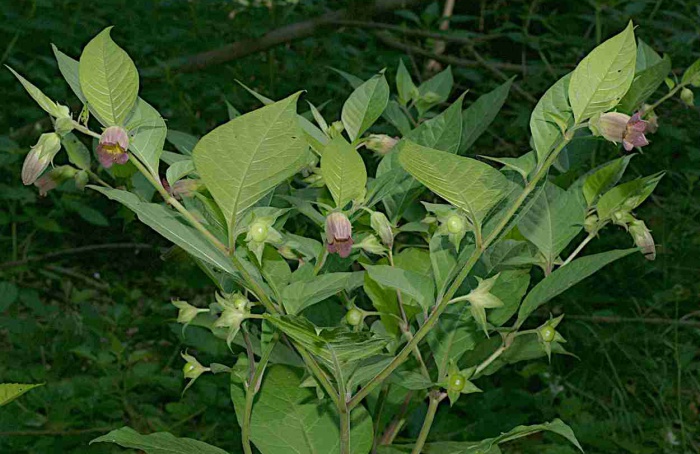 Extrato de Atropa belladonna ajuda no combate ao ácaro-vermelho