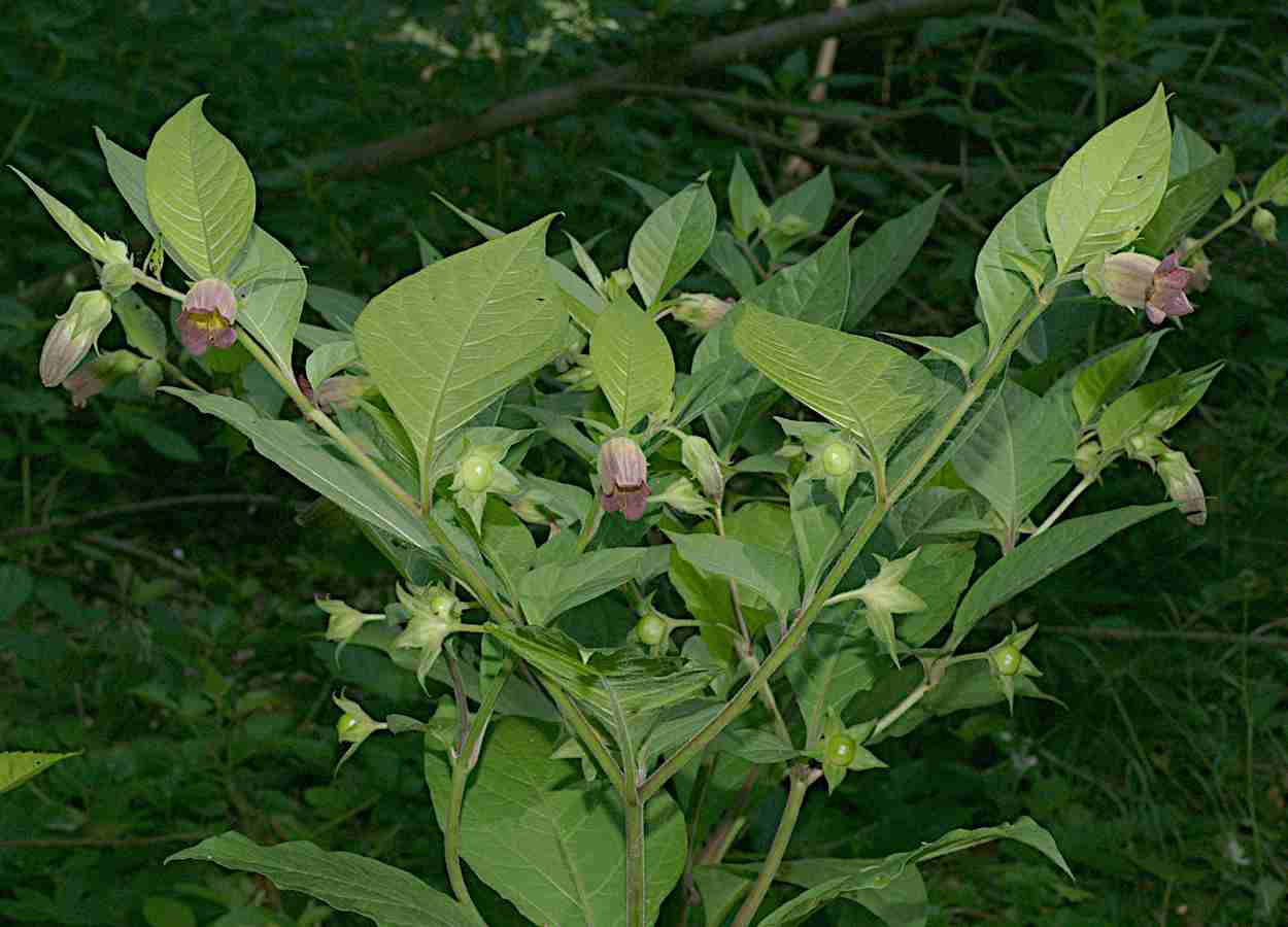 Pesquisa aponta eficácia de extrato vegetal combinado com acaricida no controle da praga