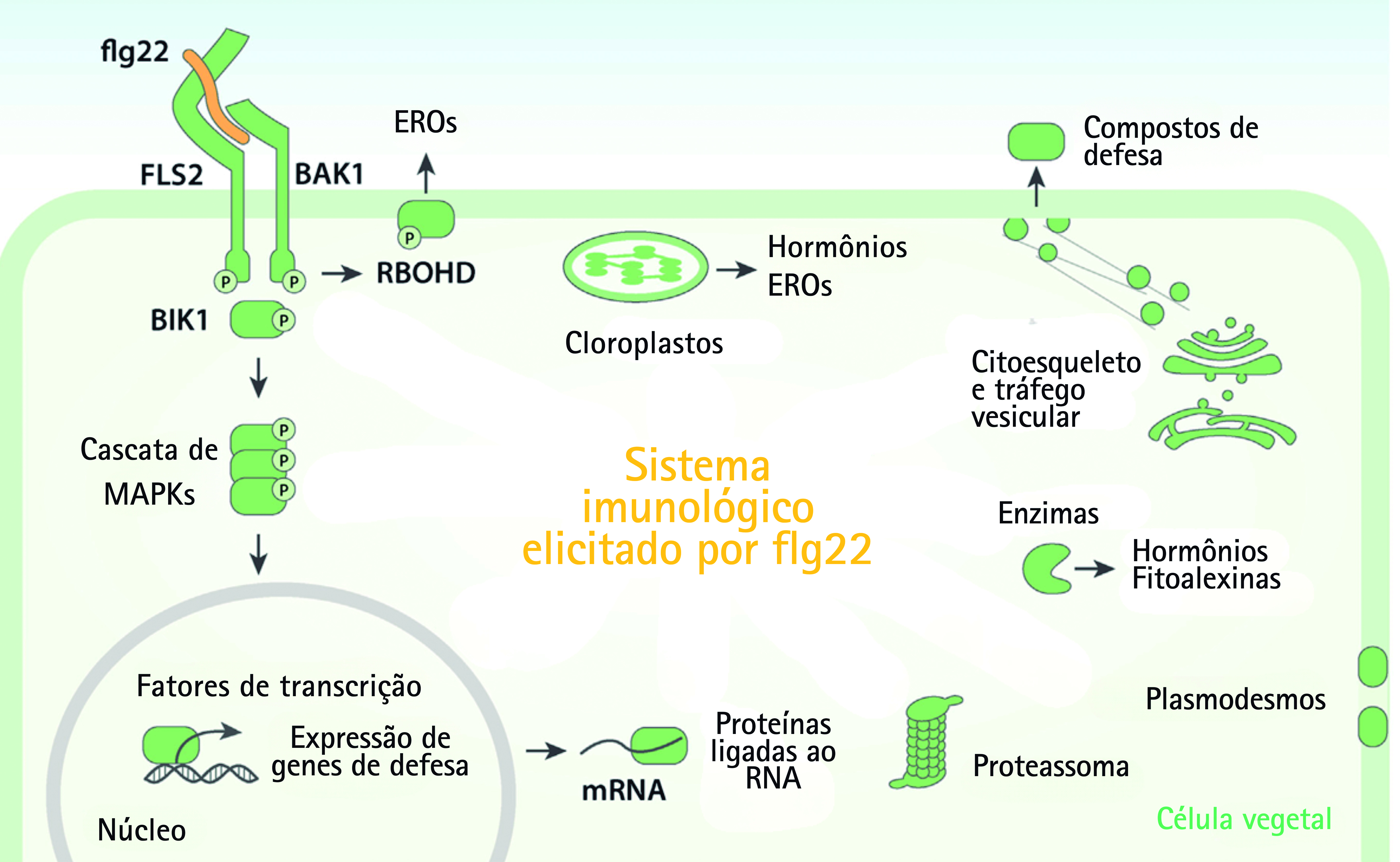 Figura
2 - O peptídeo flg22 é reconhecido pelo receptor FLS2, em conjunto com BAK1 e
BIK1, ativando uma série de respostas de defesa na planta, como a produção de
ROS, mudanças na expressão gênica e a síntese de hormônios e fitoalexinas.
Flg22 - peptídeo derivado da flagelina bacteriana. FLS2 – FLAGELLIN-SENSING 2
(receptor do flg22). BAK1 – BRI1-ASSOCIATED RECEPTOR KINASE 1 (correceptor de
FLS2). MAPKs – Mitogen-Activated Protein Kinases (cascata de proteínas quinases
ativadas por mitógenos). EROs – Espécies reativas de oxigênio. RBOHD –
Respiratory Burst Oxidase Homolog D (NADPH oxidase envolvida na produção de
EROs. Adaptado de Sanguankiattichai et al. (2022)&nbsp; &nbsp;&nbsp;