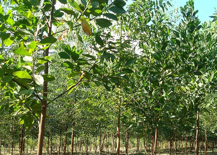 Leguminosas eliminam aplicação de nitrogênio em florestas de eucalipto