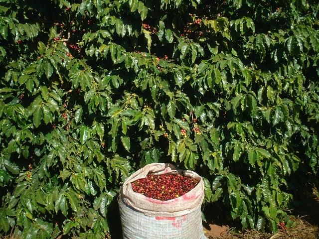 Região mineira de Campo das Vertentes conquista Indicação Geográfica para cafés