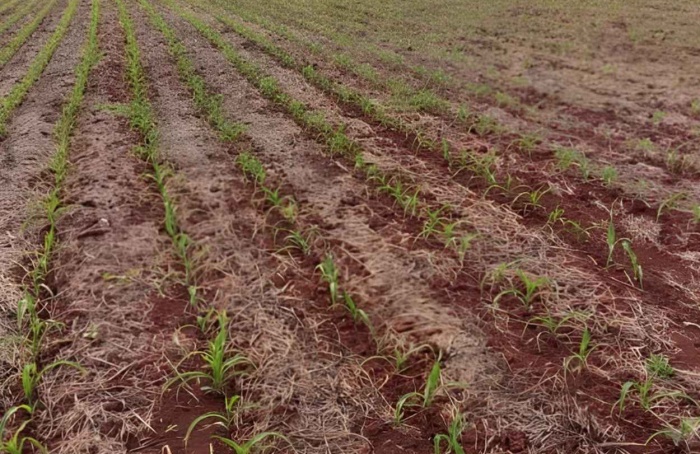 RS Safra 2025/26: milho tem expansão na área cultivada