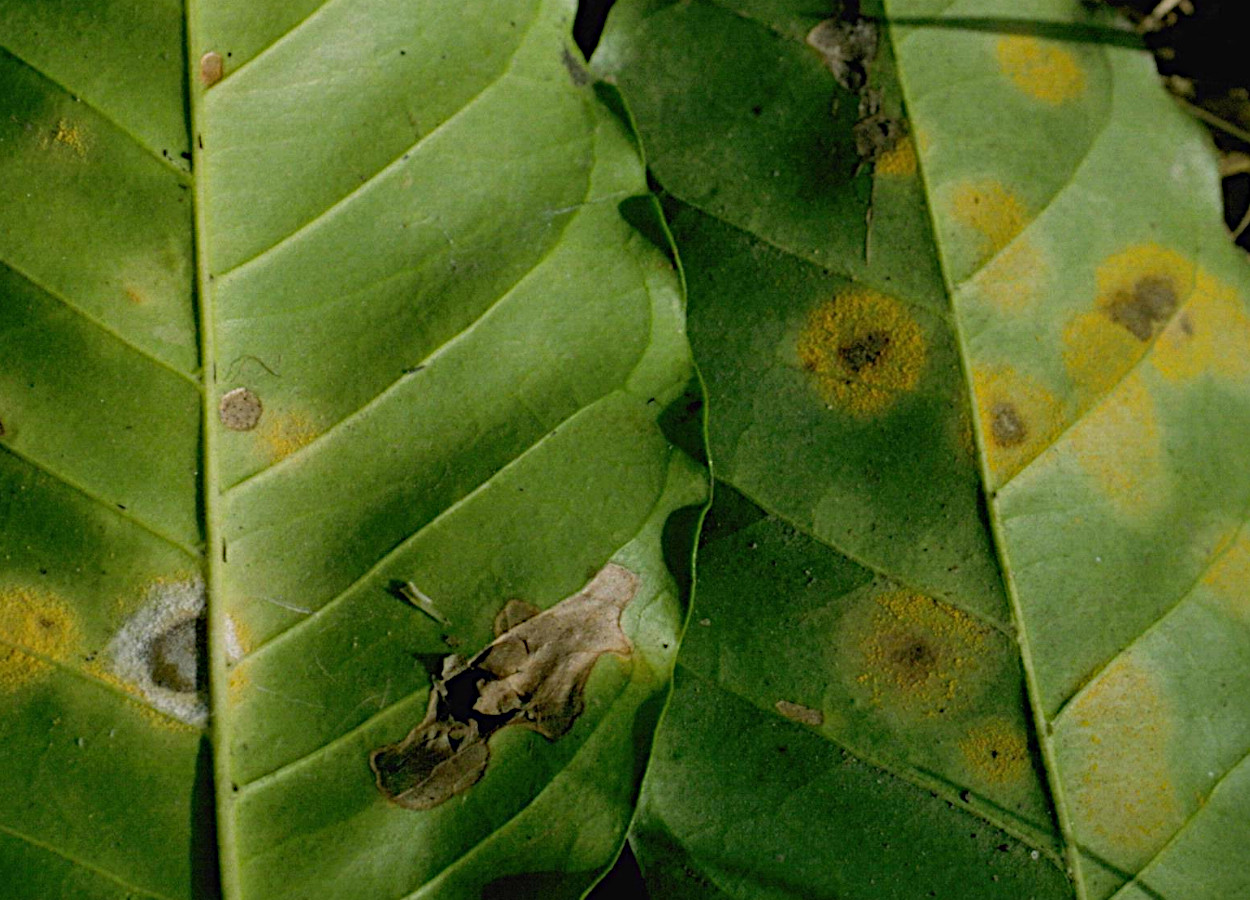 Foto: Howard F Schwartz / Colorado State University - Bugwood
