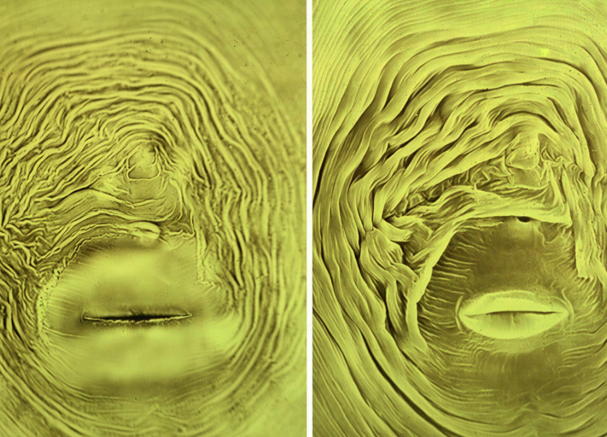 Foto:&nbsp;Jonathan D Eisenback, Virginia Polytechnic Institute