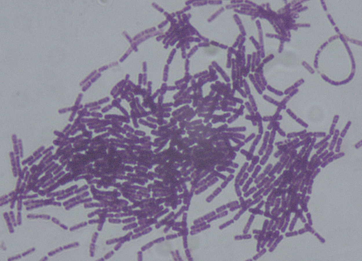 Foto:&nbsp;Dr Sahay - CC BY-SA 3.0