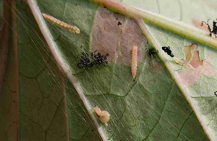 Corda-de-viola atua como reservatório para praga da batata-doce