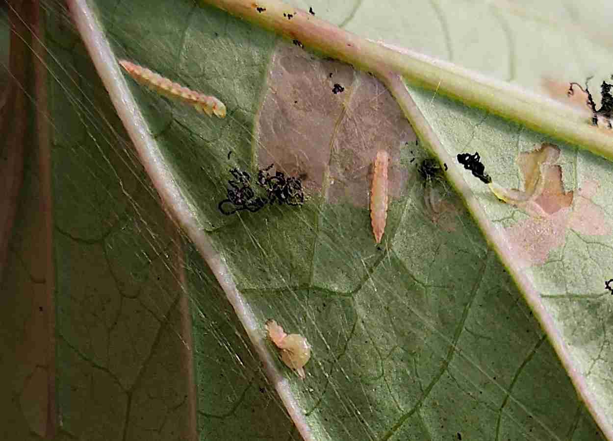 Corda-de-viola atua como reservatório para praga da batata-doce
