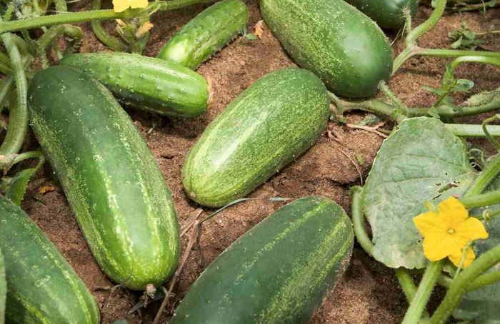 Adubação mista eleva em 77,7% a produtividade do pepino