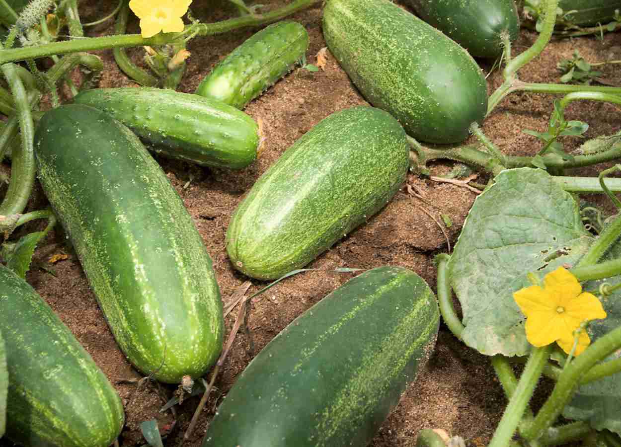 Adubação mista eleva em 77,7% a produtividade do pepino