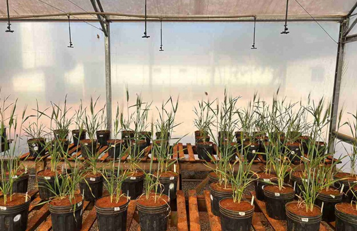 Embrapa avança com bioestimulante de algas para seca