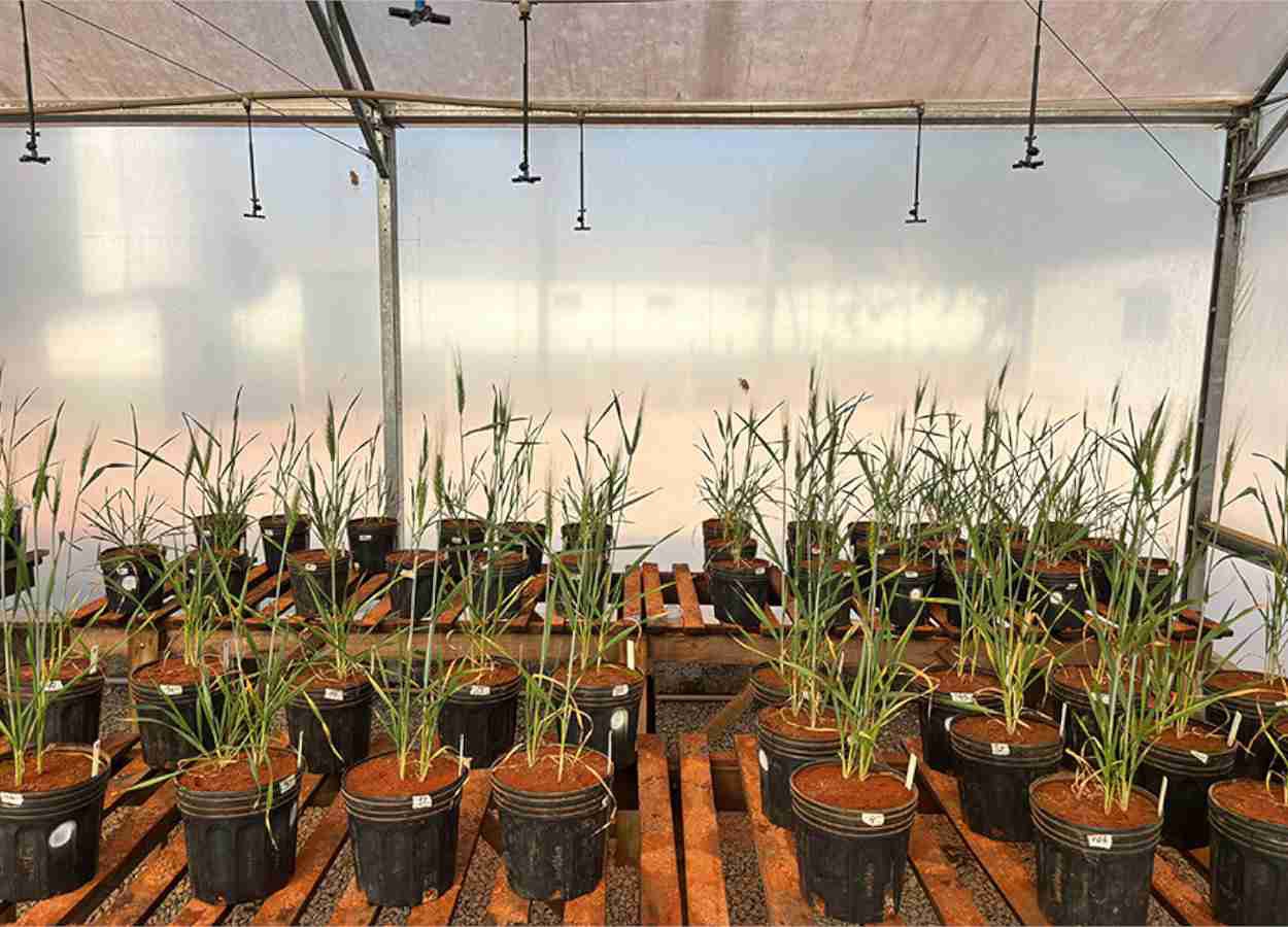 Embrapa avança com bioestimulante de algas para seca