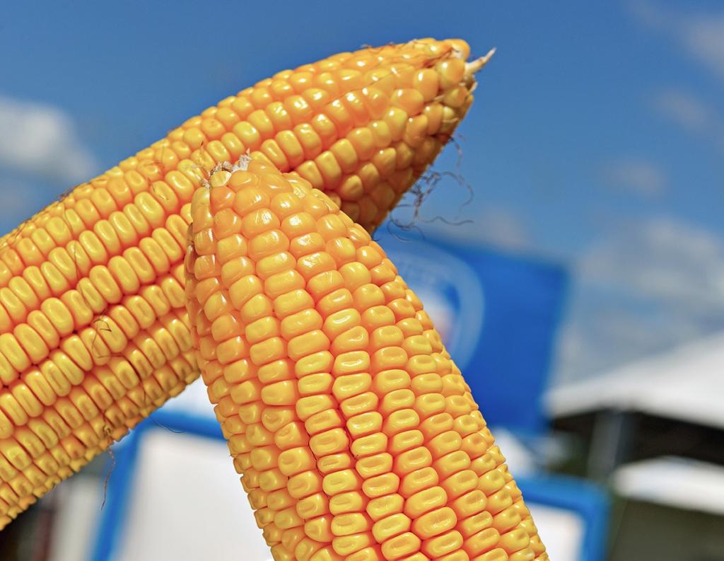 Forseed leva lançamentos em híbridos de milho para o Farm Show 2019