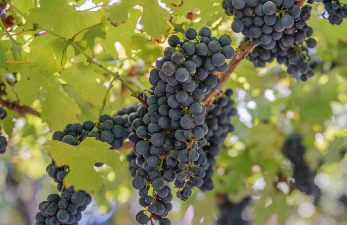 Vinhedo experimental testa 50 variedades europeias na Serra Gaúcha