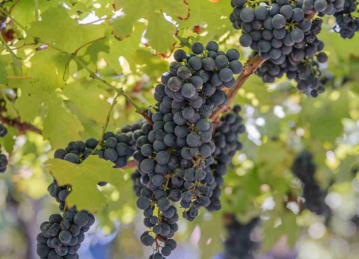 Vinhedo experimental testa 50 variedades europeias na Serra Gaúcha