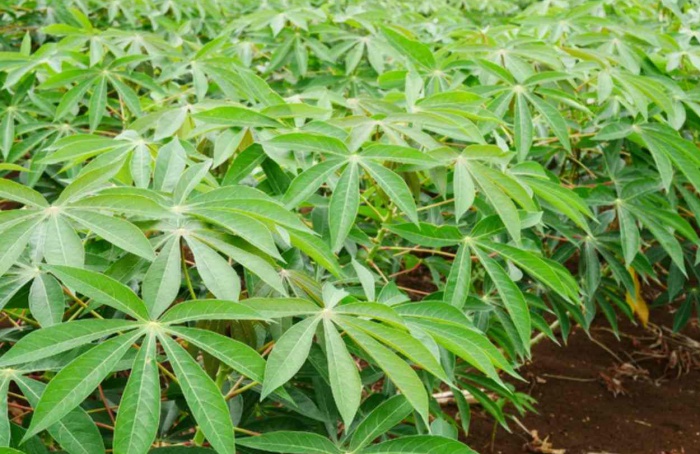 Governo atualiza mapa de pragas quarentenárias no Brasil