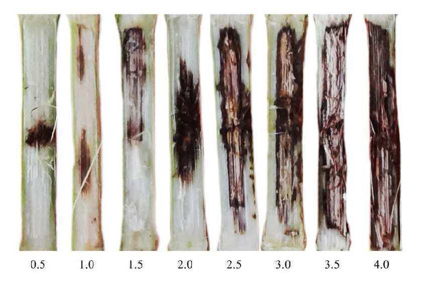Diagrama para avaliação da severidade de antracnose (Colletotrichum graminicola) em colmos de milho, com escala de notas (*) e, entre parênteses, porcentagem de severidade (**). Adaptado de Nicoli et al. (2015).
