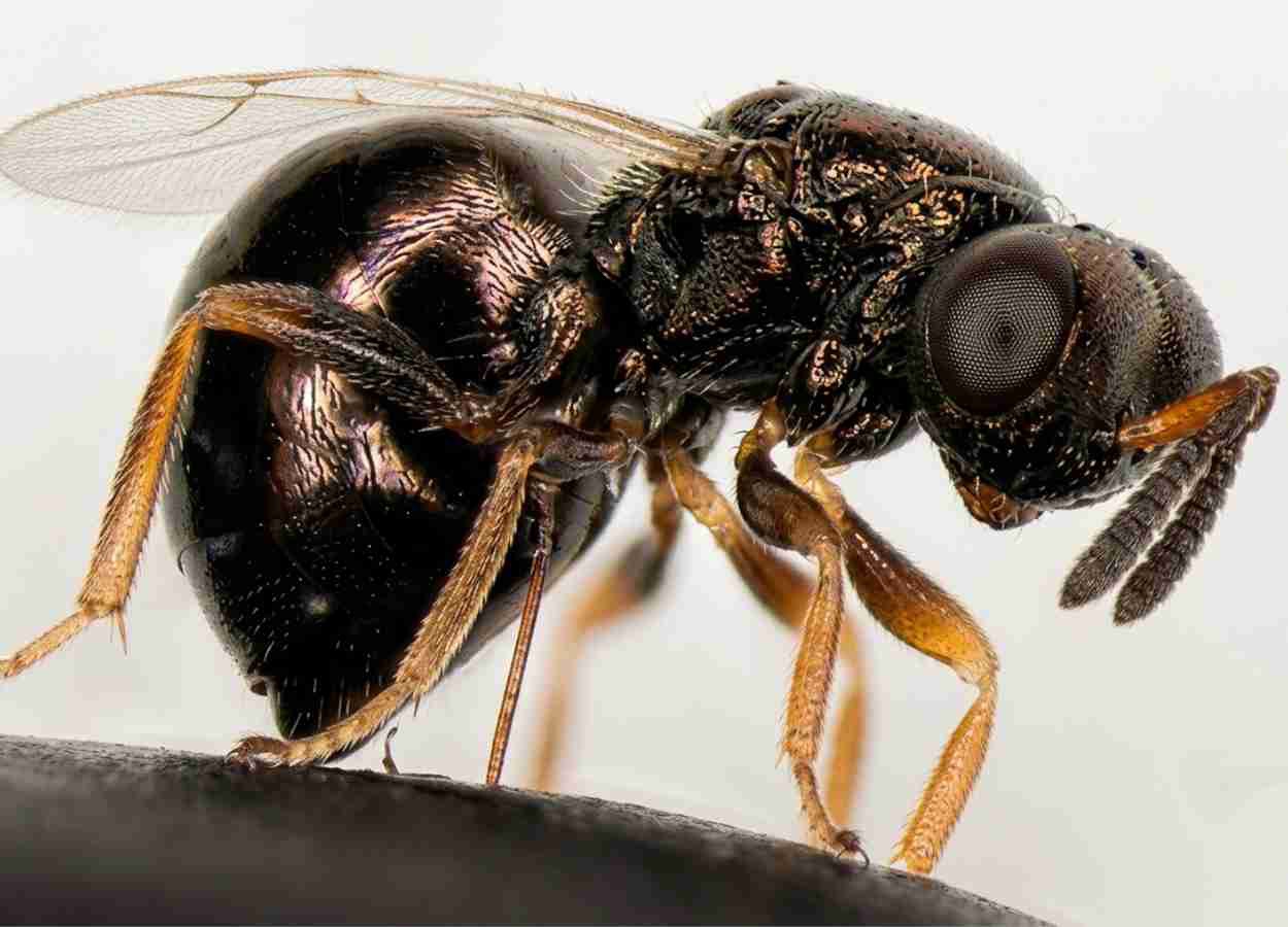 Micróbios podem influenciar a diapausa de insetos