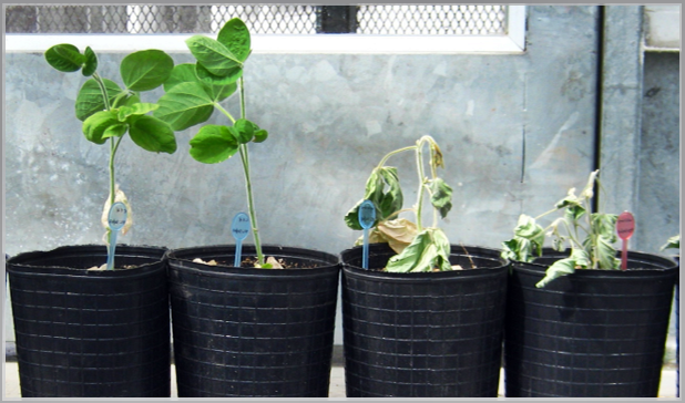 Drought-tolerant crops using biotechnology