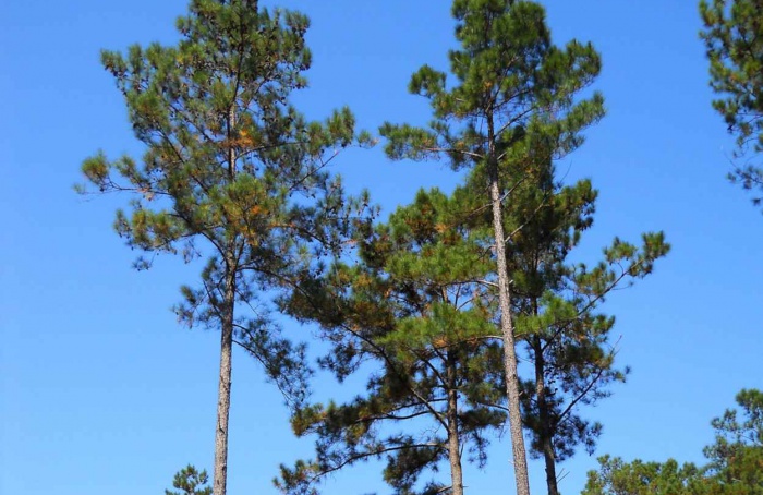 Controle de plantas daninhas dobra produtividade de Pinus taeda