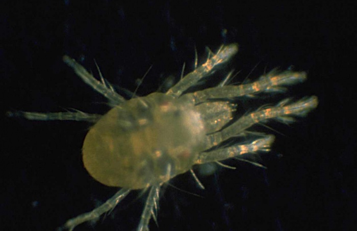 Controle biológico de Tetranychus urticae varia com temperatura