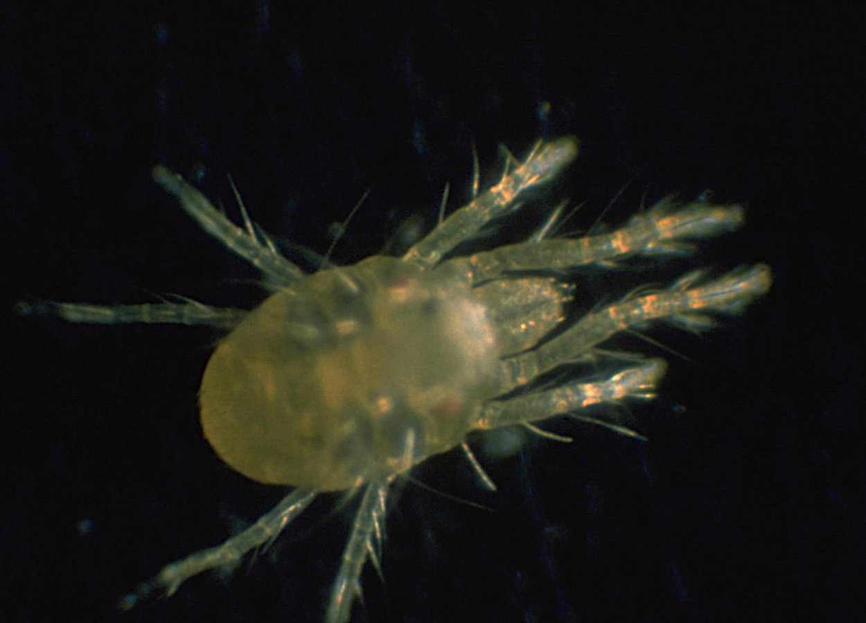 Uso combinado de Phytoseiulus persimilis e Amblyseius swirskii amplia controle em morangueiro