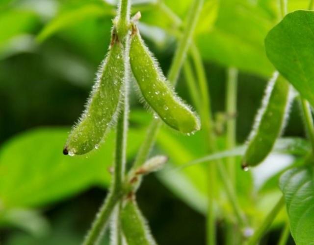 Valor da produção agropecuária é de R$ 565,6 bilhões