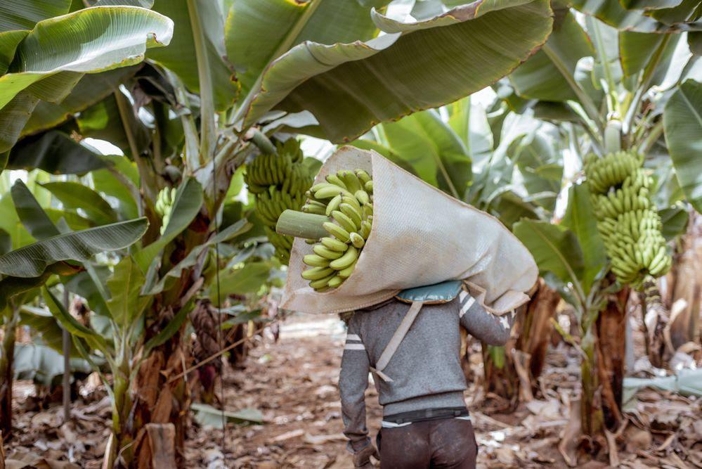 Banana: um cultivo fundamental para a segurança alimentar que está sob ameaça