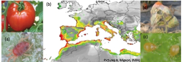 Projeção de T. evansi (a) em 2050 (Scenario CSIRO MK 3.0) na bacia mediterranea (b: Migeon et al., 2009). Manejando o agroecossistema, incluindo a introdução de ácaros exóticos predadores Phytoseiulus longipes (c) na área invadida, são métodos em estudo para controle destas pragas destrutivas em solanáceas (d: plantas de tomate cobertas de teias de ácaros).