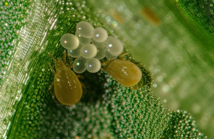 Neoseiulus californicus pode reduzir custos no controle de pragas do morango