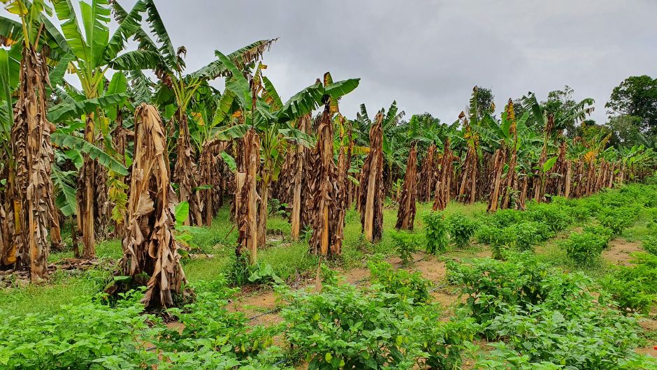 Bananeira Moko Ralstonia solanacarum; foto: Luadir Gasparotto