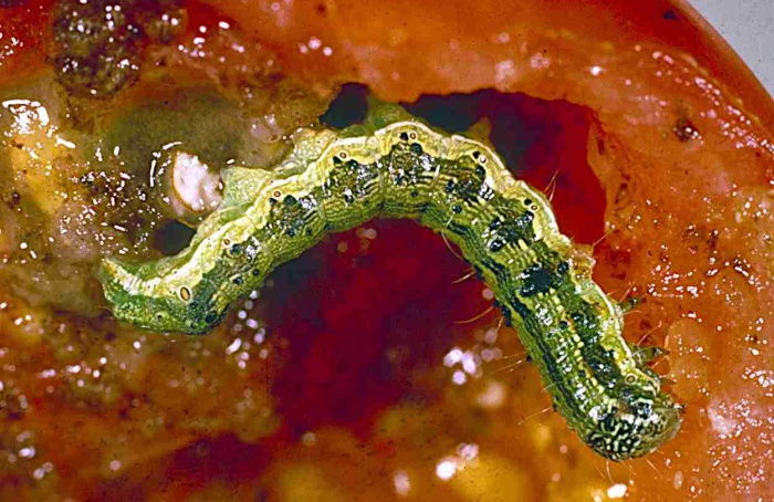 Clima redefine risco de Helicoverpa armigera na China