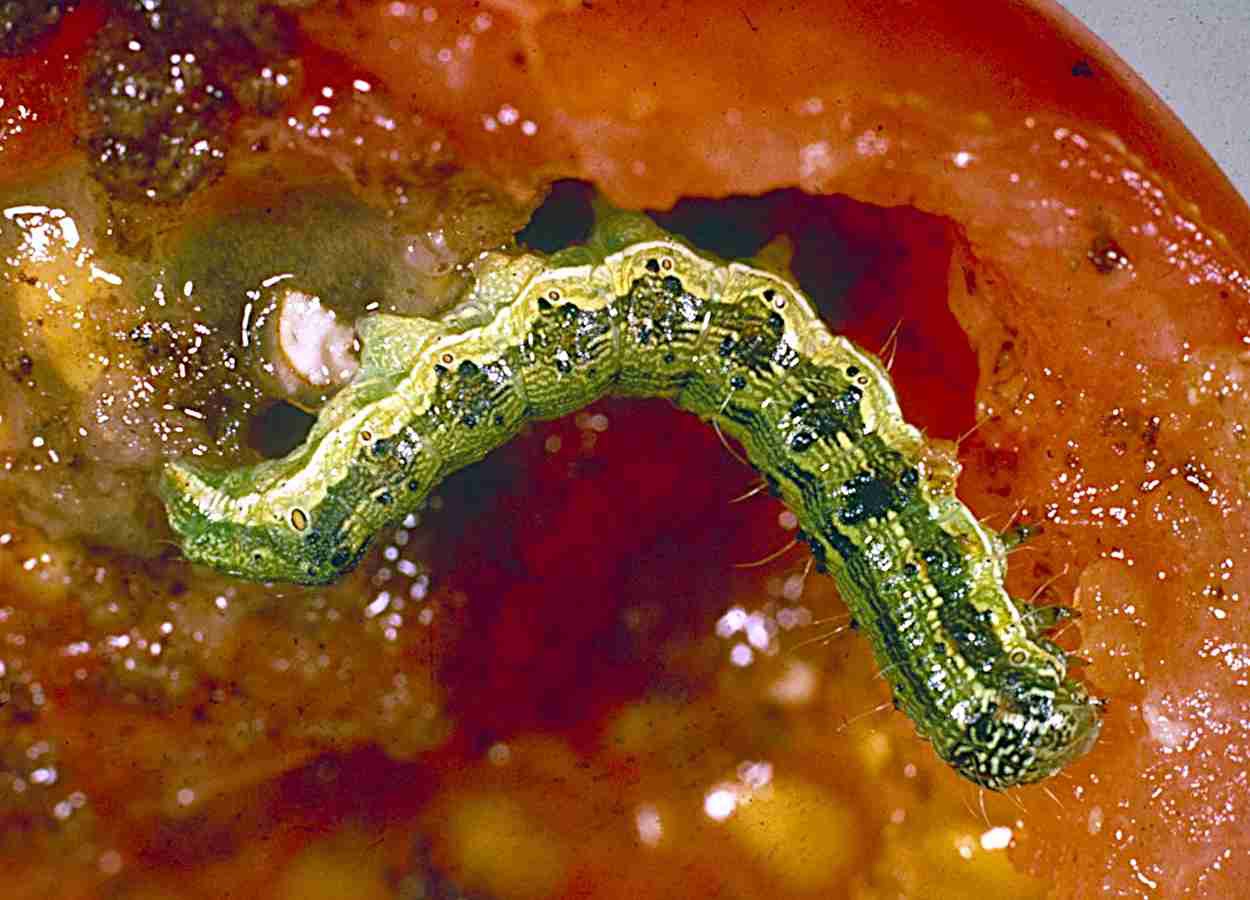 Clima redefine risco de Helicoverpa armigera na China