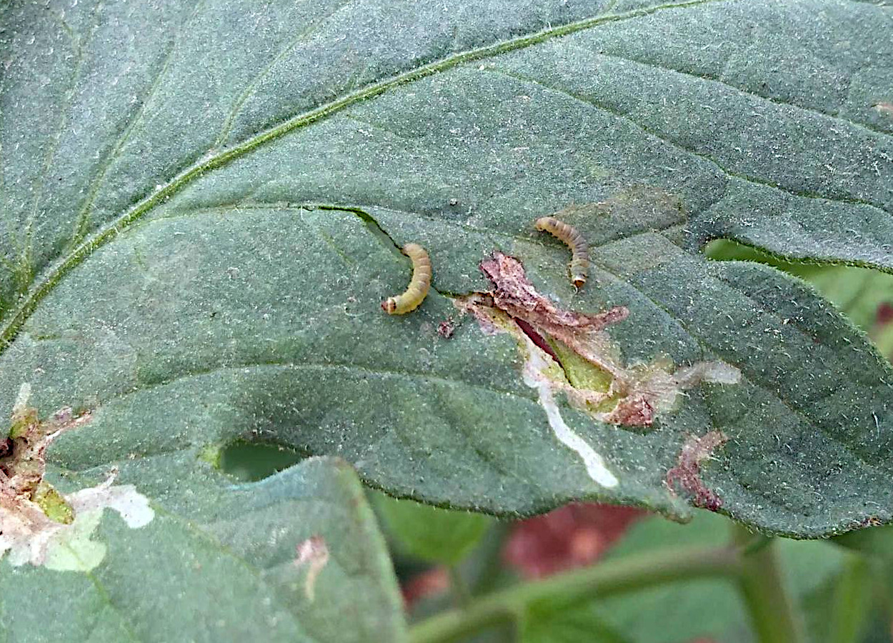 Foto:&nbsp;Metin Gulesci / Leaf Tobacco - Bugwood