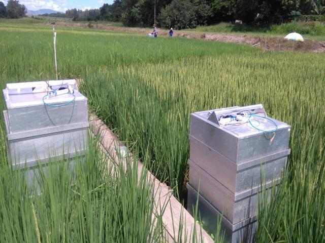 Experimento com arroz irrigado contribui para inventários do Plano ABC