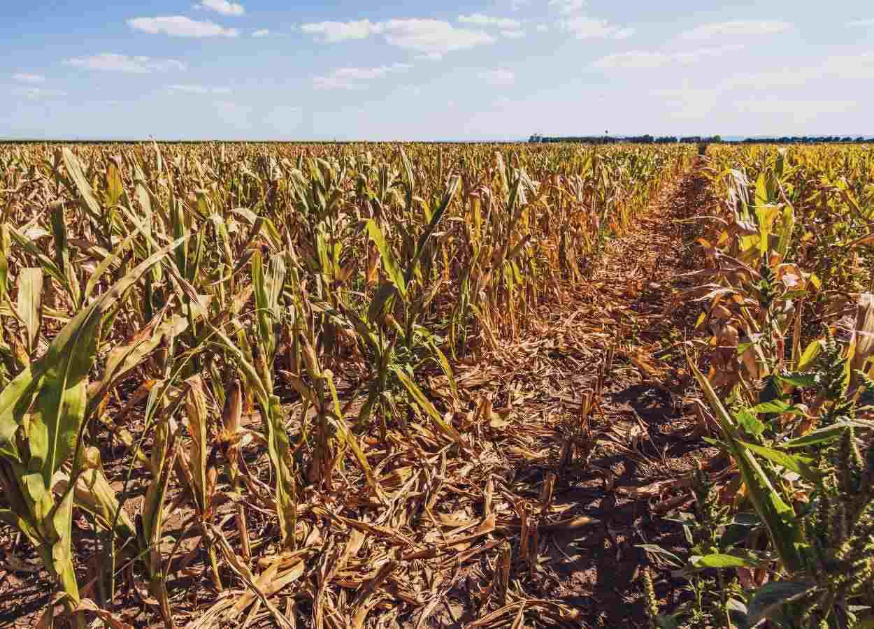 Déficit de água pode causar perdas de até 35,8% no potencial produtivo, segundo análise do Inmet