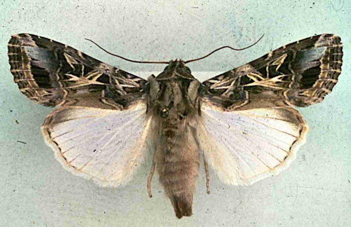 Óleos essenciais reduzem emergência de Spodoptera littoralis