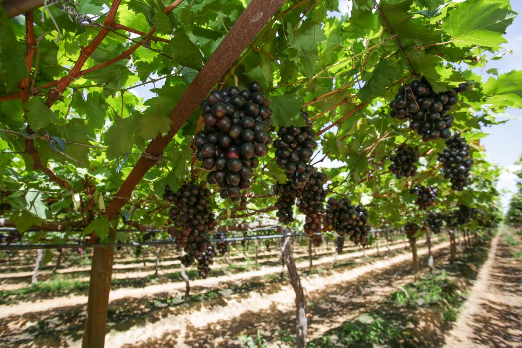 DF aposta no incentivo à produção de uva