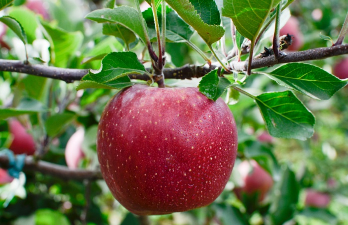 Abertura oficial da safra nacional da maçã 2024 acontece em São Joaquim
