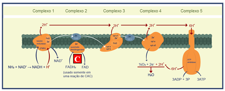 Figura 2 – Membrana mitocondrial (Complexo 1, 2, 3, 4 e 5) e os sítios de inibição da fosforilação oxidativa responsáveis pelo colapso celular dos fungos.