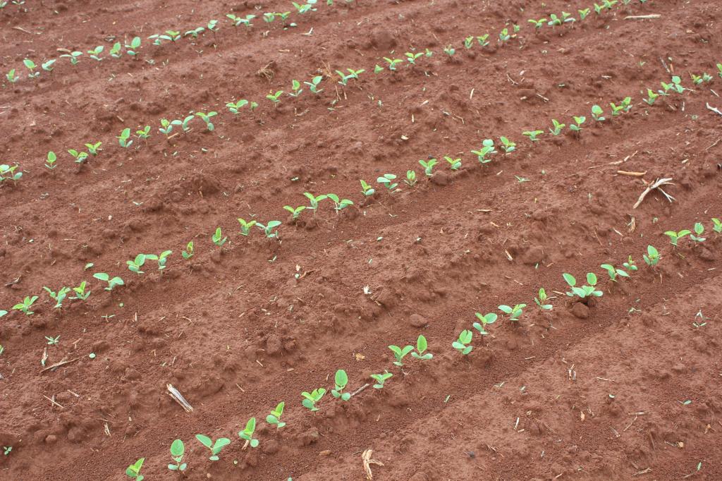 Precision Planting aposta no retrofit de plantadeiras