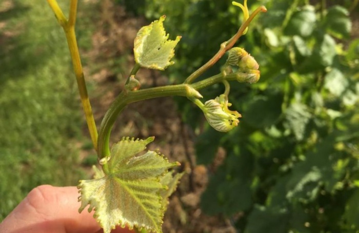 Deriva de herbicidas ameaça fruticultura no Rio Grande do Sul